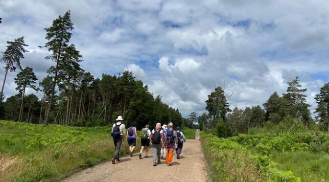 BAGSHOT HEATH and SWINLEY FOREST – 24th June