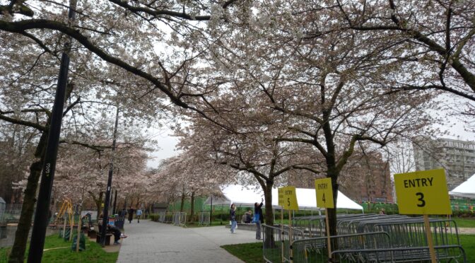 Cherry blossom time has now arrived at Swiss Cottage